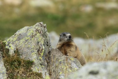 Alpler üzerinde Alp Dağ sıçanı