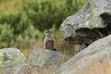 Alpler üzerinde Alp Dağ sıçanı