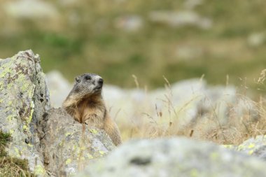 Alpler üzerinde Alp Dağ sıçanı
