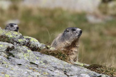Alpler üzerinde Alp Dağ sıçanı