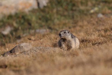 Alpler üzerinde Alp Dağ sıçanı