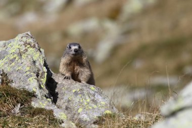Alpler üzerinde Alp Dağ sıçanı
