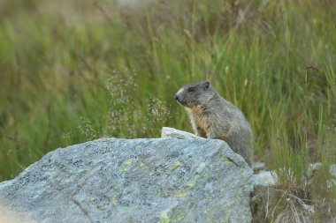 Alpler üzerinde Alp Dağ sıçanı