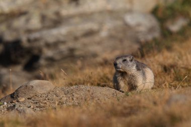 Alpler üzerinde Alp Dağ sıçanı