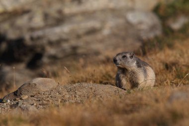 Alpler üzerinde Alp Dağ sıçanı