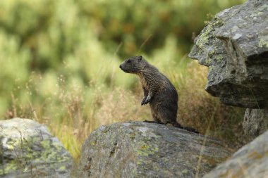 Alpler üzerinde Alp Dağ sıçanı