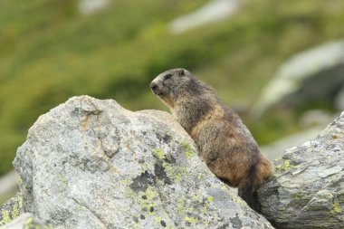 Alpler üzerinde Alp Dağ sıçanı