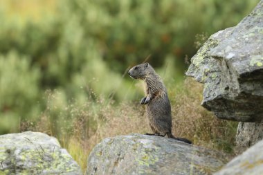 Alpler üzerinde Alp Dağ sıçanı