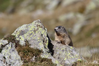 Alpler üzerinde Alp Dağ sıçanı