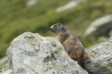 Alpler üzerinde Alp Dağ sıçanı