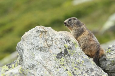 Alpler üzerinde Alp Dağ sıçanı