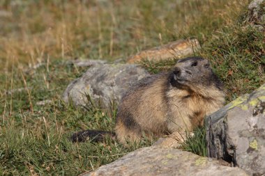 Alpler üzerinde Alp Dağ sıçanı
