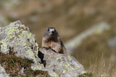 Alpler üzerinde Alp Dağ sıçanı