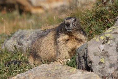 Alpler üzerinde Alp Dağ sıçanı