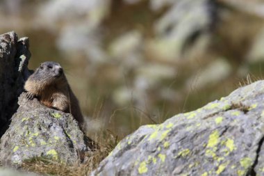 Alpler üzerinde Alp Dağ sıçanı