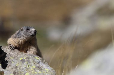 Alpler üzerinde Alp Dağ sıçanı