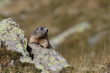 Alpler üzerinde Alp Dağ sıçanı