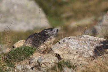 Alpler üzerinde Alp Dağ sıçanı