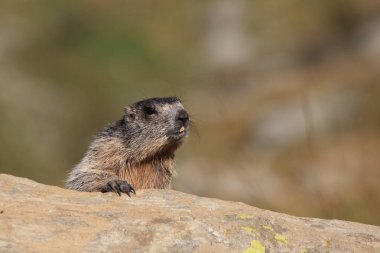 Alpler üzerinde Alp Dağ sıçanı