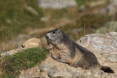 Alpler üzerinde Alp Dağ sıçanı