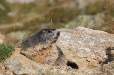 Alpler üzerinde Alp Dağ sıçanı