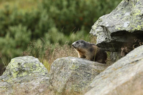 Alpler üzerinde Alp Dağ sıçanı