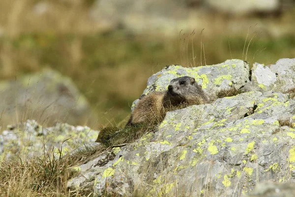 Alpler üzerinde Alp Dağ sıçanı