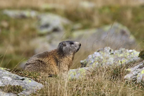 Alpler üzerinde Alp Dağ sıçanı