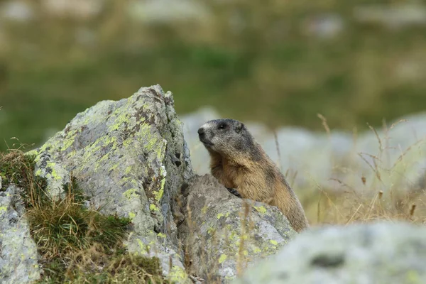 Alpine marmot on the alps