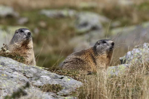 Alpler üzerinde Alp Dağ sıçanı