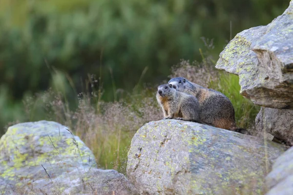 Alpine marmot on the alps