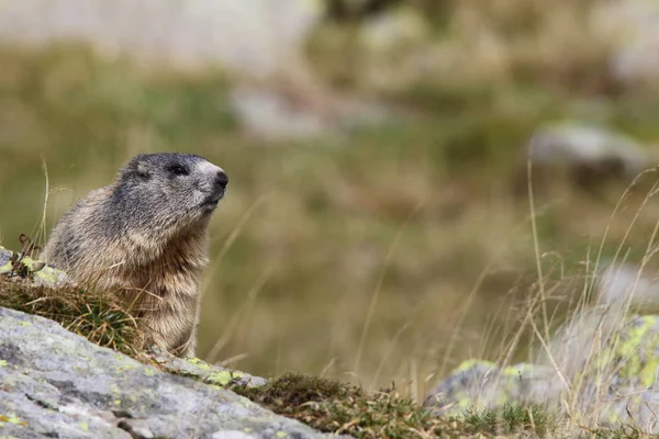 Alpler üzerinde Alp Dağ sıçanı