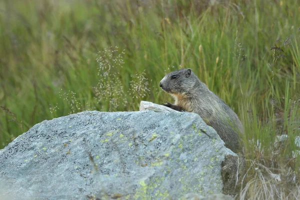 Alpler üzerinde Alp Dağ sıçanı