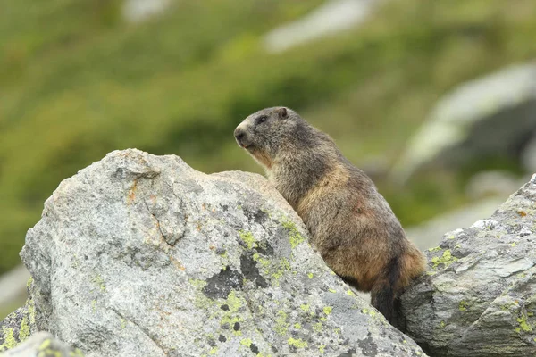 Alpler üzerinde Alp Dağ sıçanı