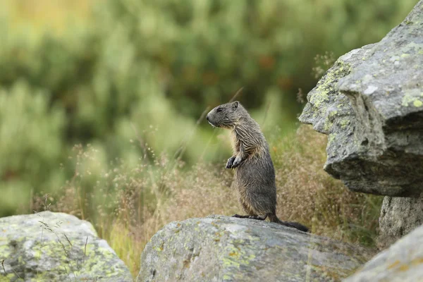 Alpler üzerinde Alp Dağ sıçanı