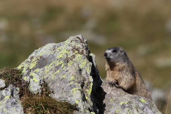 Alpler üzerinde Alp Dağ sıçanı
