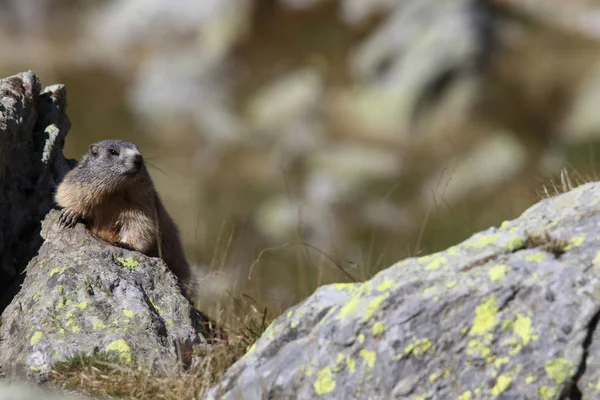 Alpler üzerinde Alp Dağ sıçanı