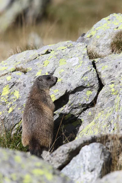 Alpine marmot on the alps