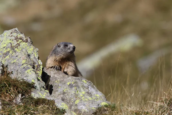 Alpler üzerinde Alp Dağ sıçanı