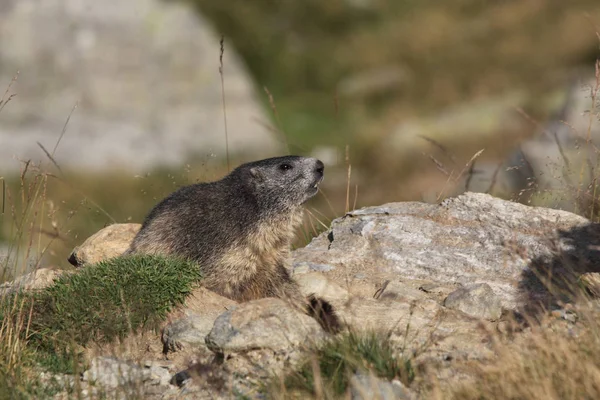 Alpler üzerinde Alp Dağ sıçanı