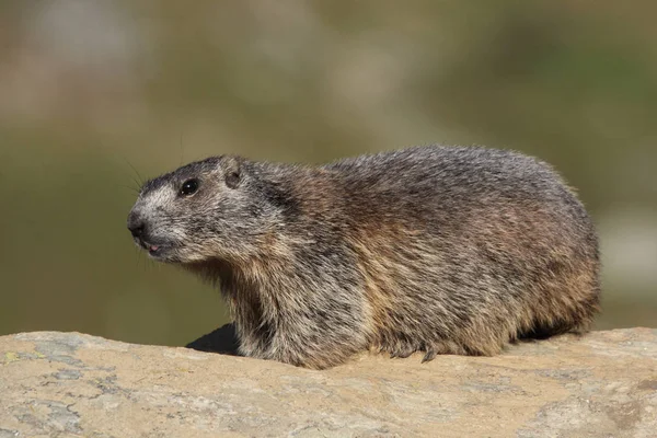 Alpler üzerinde Alp Dağ sıçanı