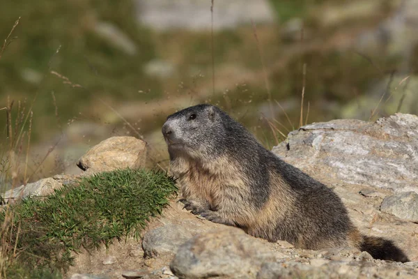 Alpler üzerinde Alp Dağ sıçanı