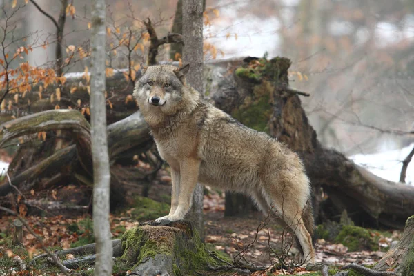 Lobo en el bosque profundo —  Fotos de Stock