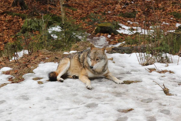 Lobo en el bosque profundo —  Fotos de Stock