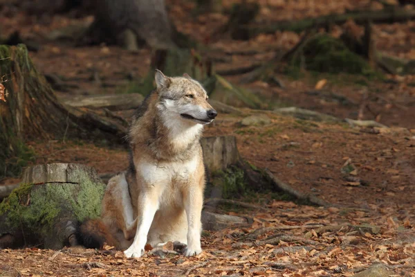 Lobo en el bosque profundo —  Fotos de Stock