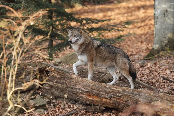 Lobo en el bosque profundo —  Fotos de Stock