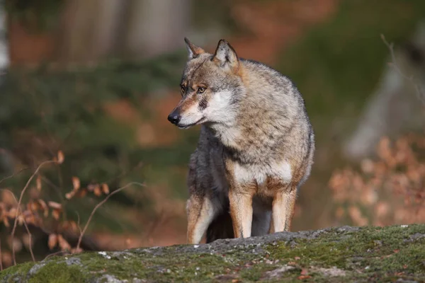 Lobo en el bosque profundo —  Fotos de Stock