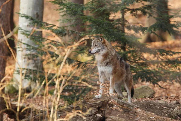 Lobo en el bosque profundo —  Fotos de Stock