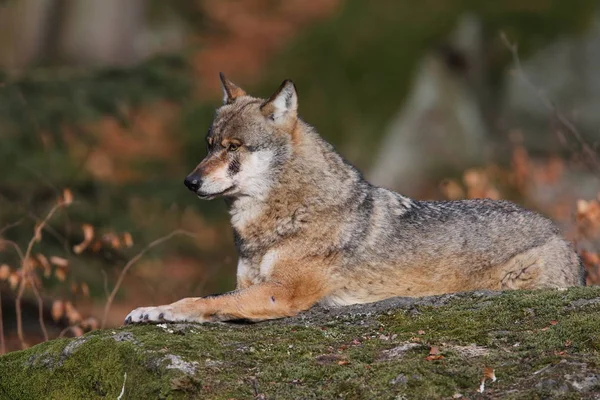 Lobo en el bosque profundo —  Fotos de Stock