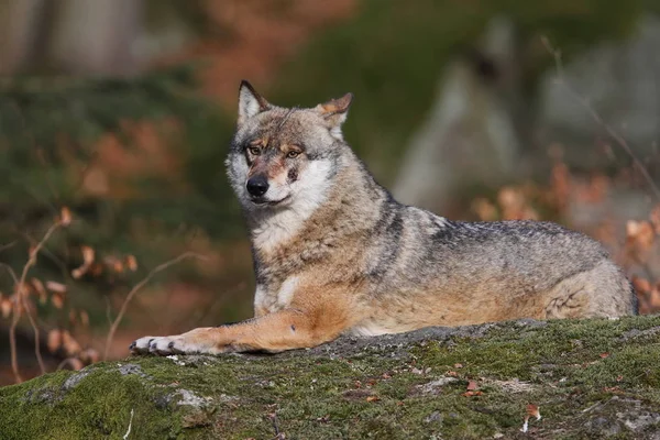 깊은 숲에는 늑대 — 스톡 사진